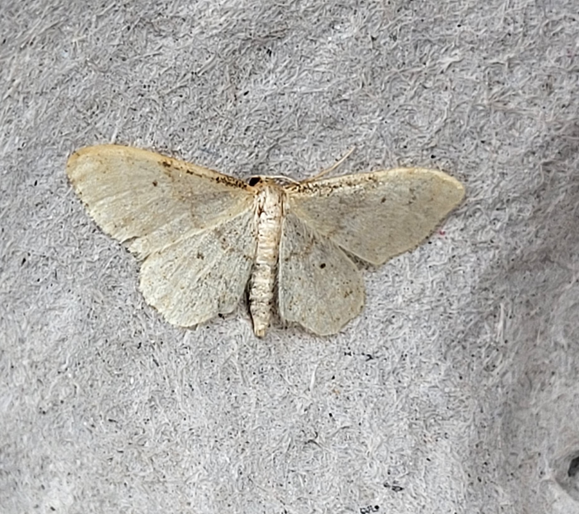 Photo of Dwarf Cream Wave (Idaea fuscovenosa)